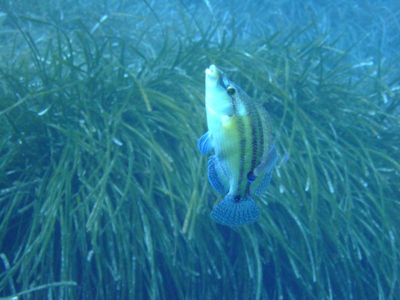 FISH! rainbow wrasse???