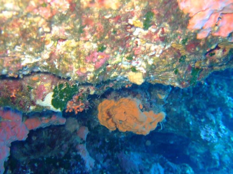 malta - brain coral