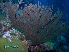 Black sea fan, Belize