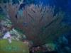 Black sea fan, Belize