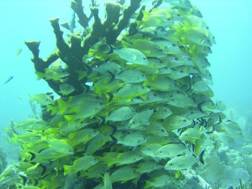 grunts and stag coral