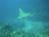 spotted eagle ray