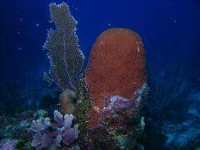 Great star coral