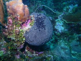 Balck ball sponge