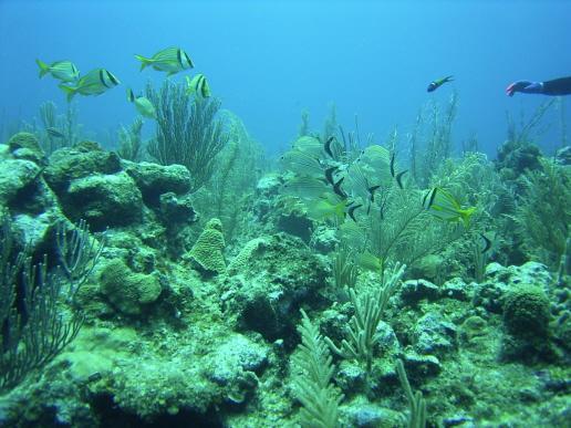 octopuss’s garden