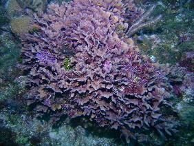 Lettuce coral