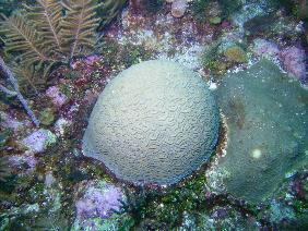 Grooved brain coral coral