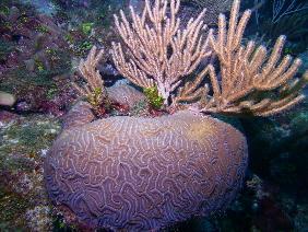 assorted coral