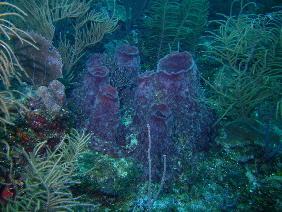 Barrel sponge