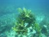 Staghorn coral