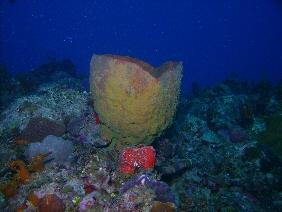 Barrel sponge in Jamacia