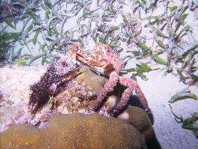 night dive in Belize