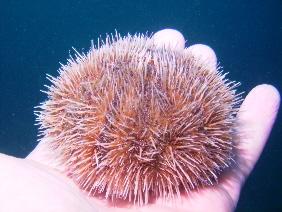 urchin