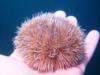 urchin