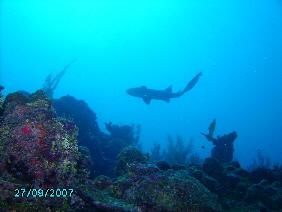 Nurse Shark