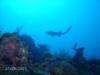 Nurse Shark