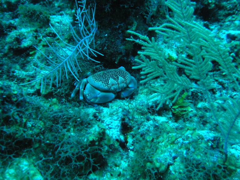 Cayman Islands- Cute Little Dude