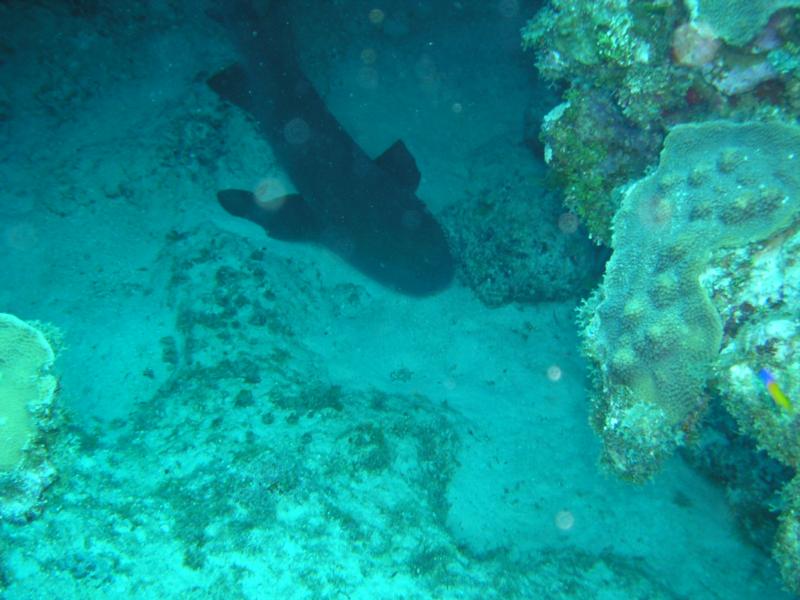 Cayman Islands-Chain Link Dive Site-Nurse Shark Coool