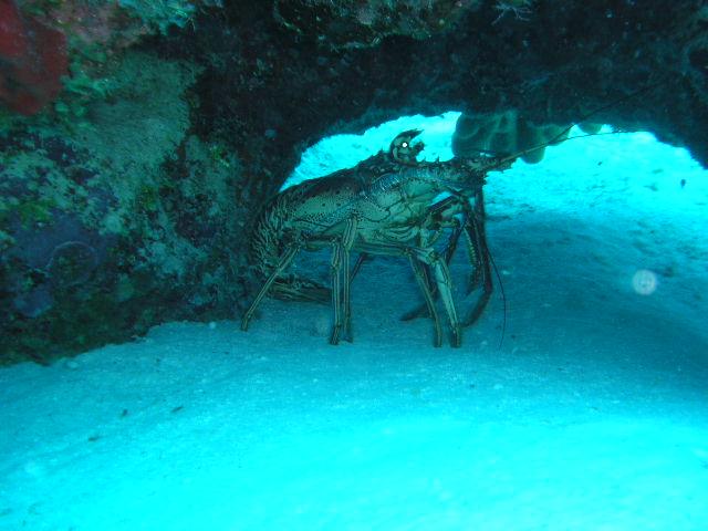 Cayman Islands-I’m Chillin!