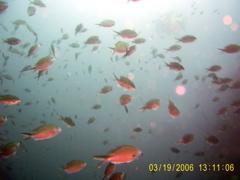 Tobago.2
