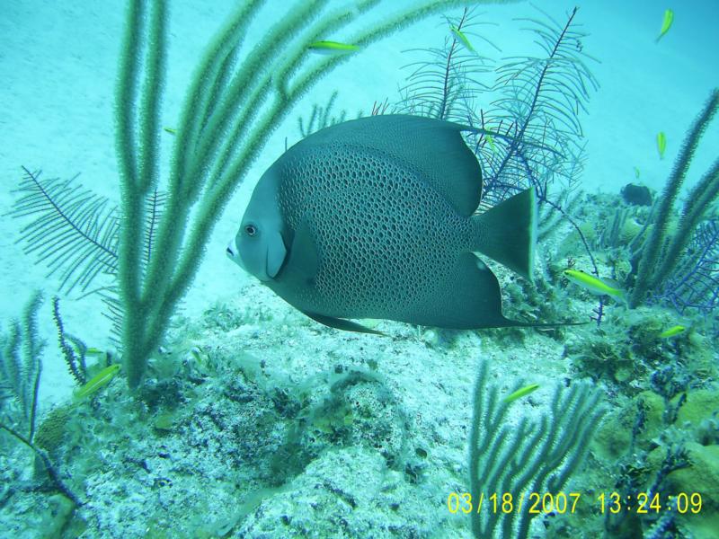 Bahamas