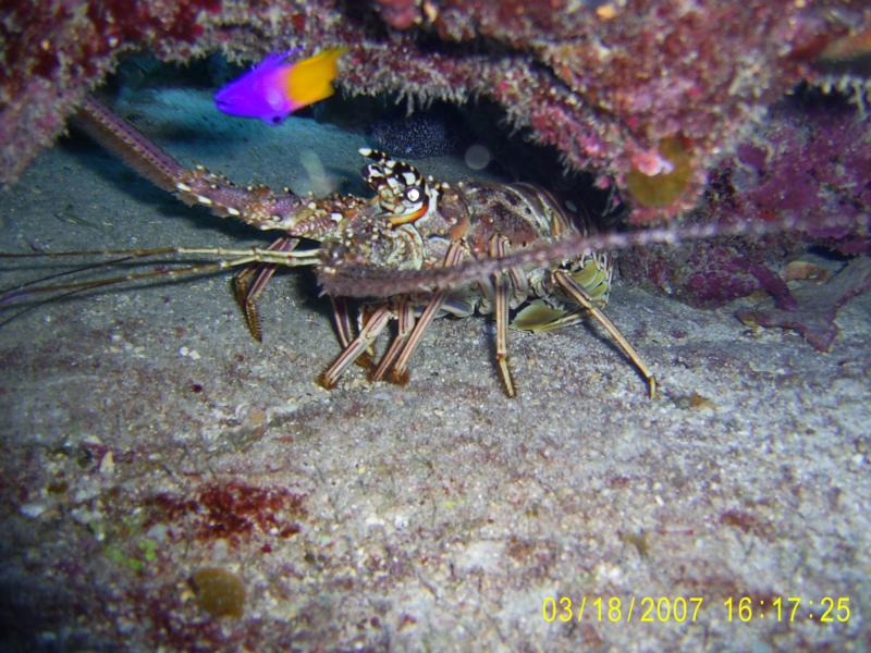 Bahamas