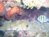 Puffer