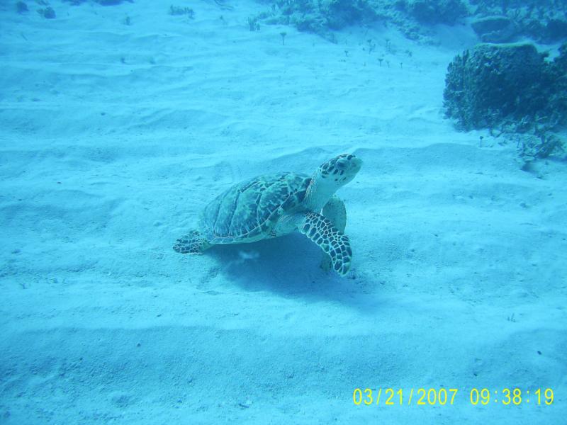Turtle
