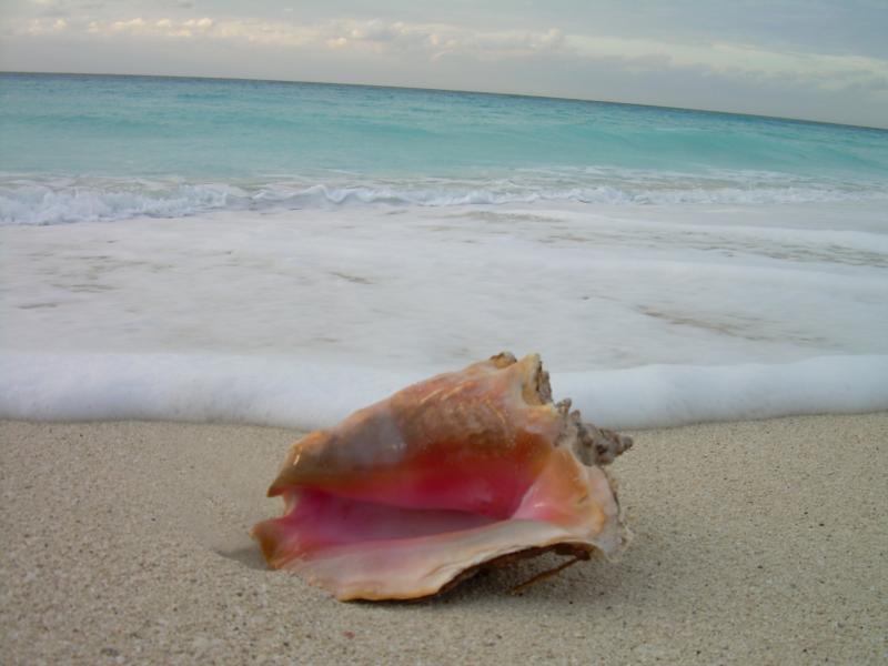 Conch