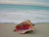 Conch