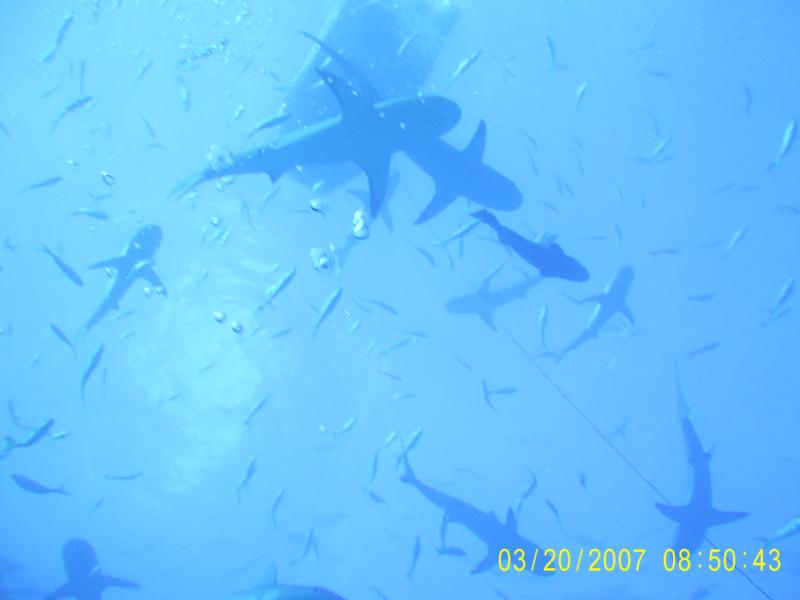 Sharks