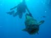 Goliath Grouper, Key Largo