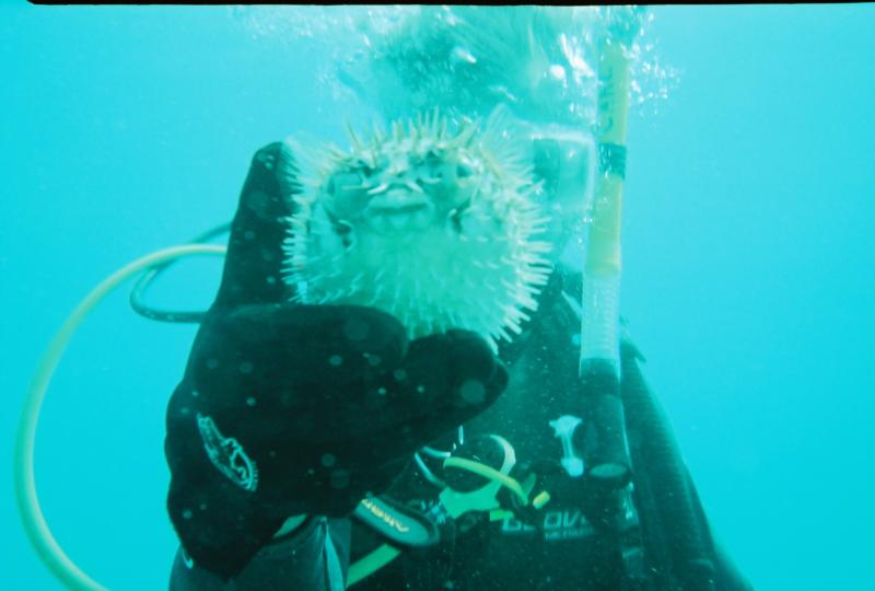 "Blow Fish" Picture taken at Islamorada (FL. Keys)