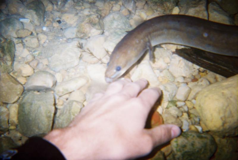 Playing with the eels (Vortex)