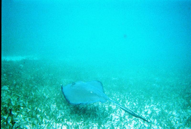 ray- Belize