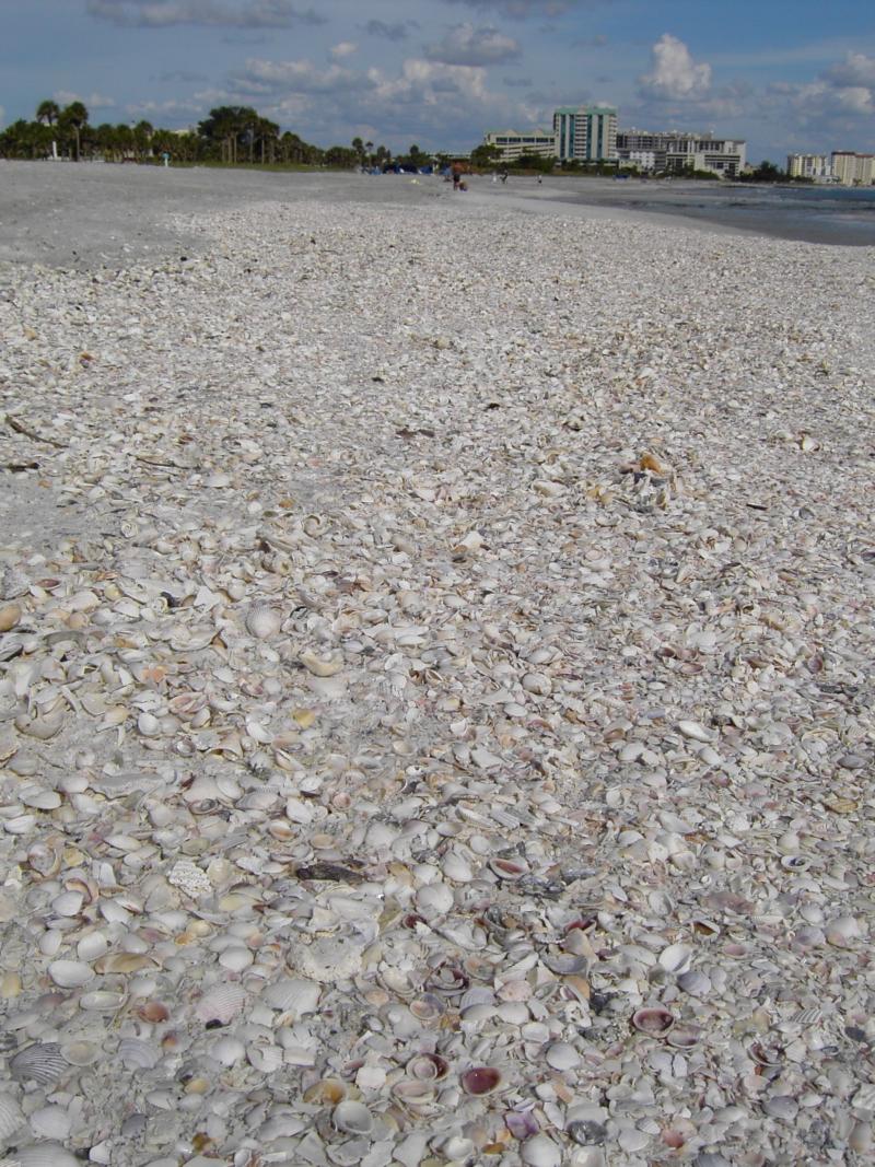 Beach Shells