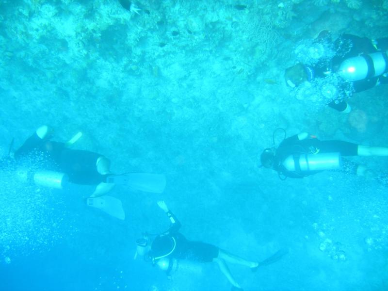 Divers  Great barrier reef australia