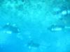 Divers  Great barrier reef australia