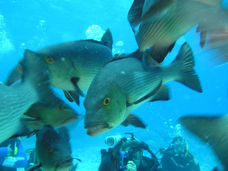 Mutated Sea bass ! LOL Great barrier reef australia