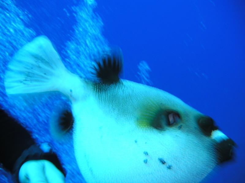 Puffer Escaping Great barrier reef australia