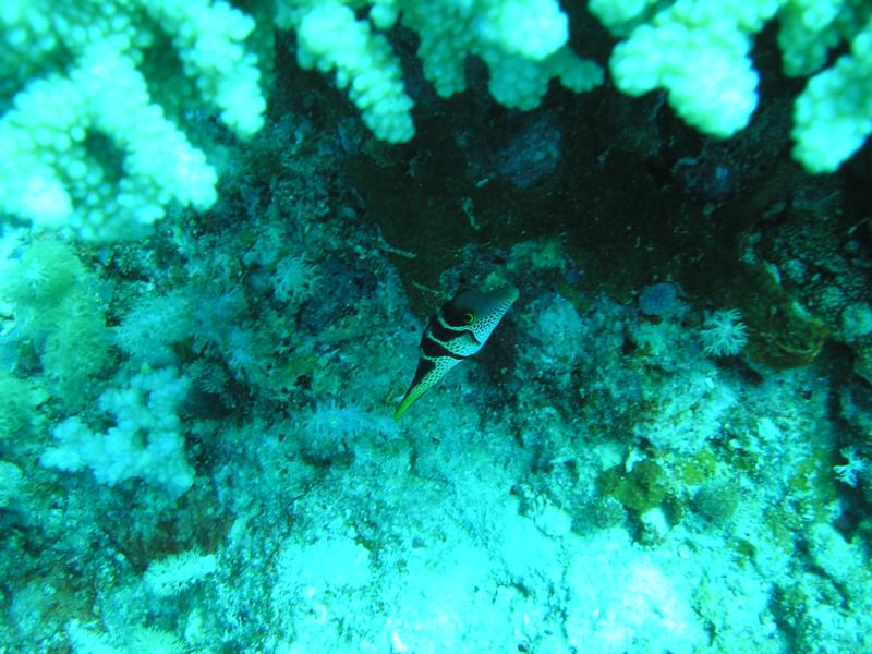 Puffer Great barrier reef australia