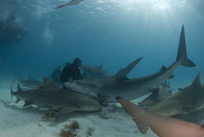 Playing with sharks