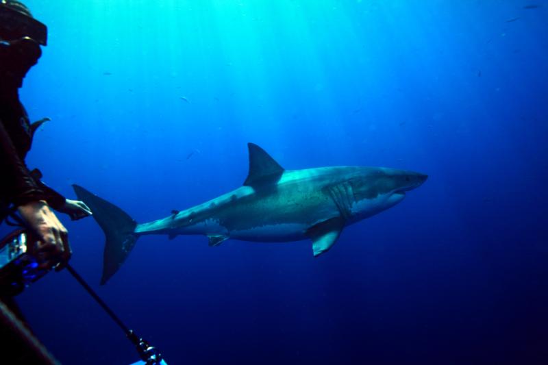 White Shark diving