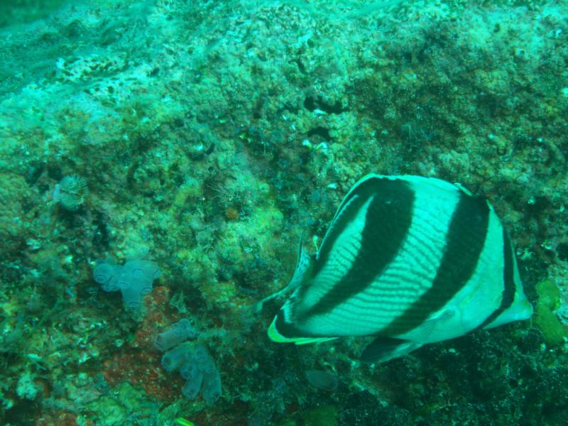 Angel Fish in Aruba