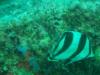 Angel Fish in Aruba