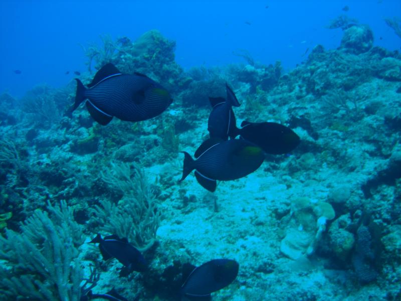 Blue Trigger Fish cozumel