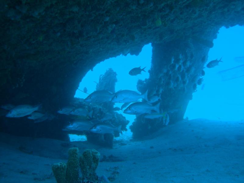 Snapper under wreck Barbados