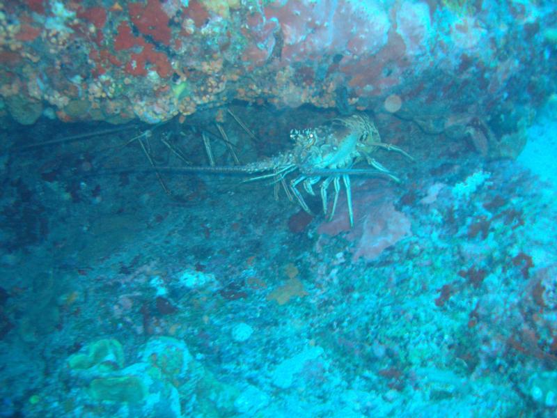 Lobster in St. Marteen  Looks delicious