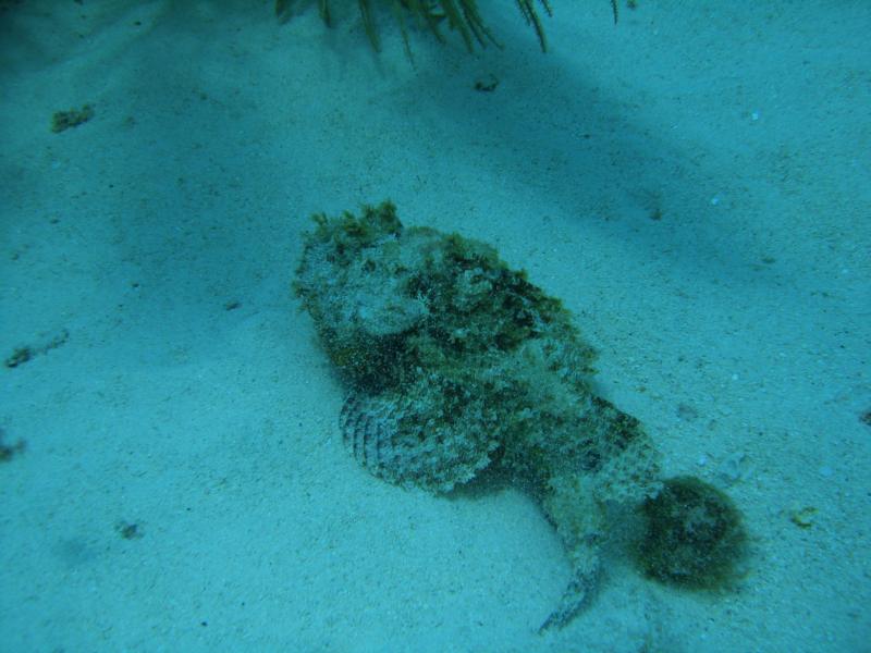 scorpion fish  Barbados