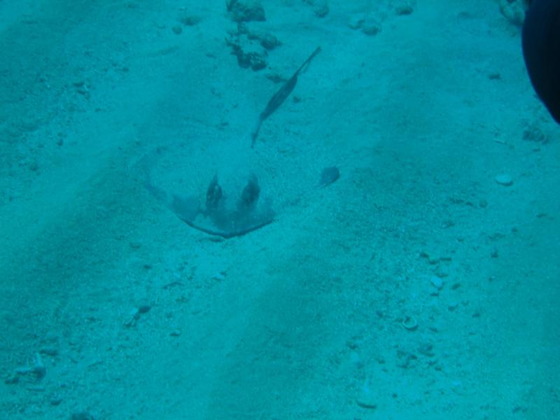 Sting Ray  Aruba